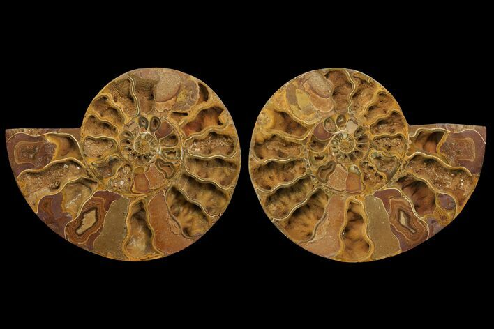 Orange, Crystal Filled, Cut Ammonite Fossil - Jurassic #168534
